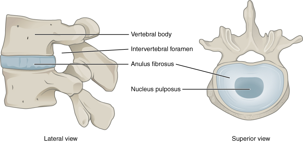 Normal disc